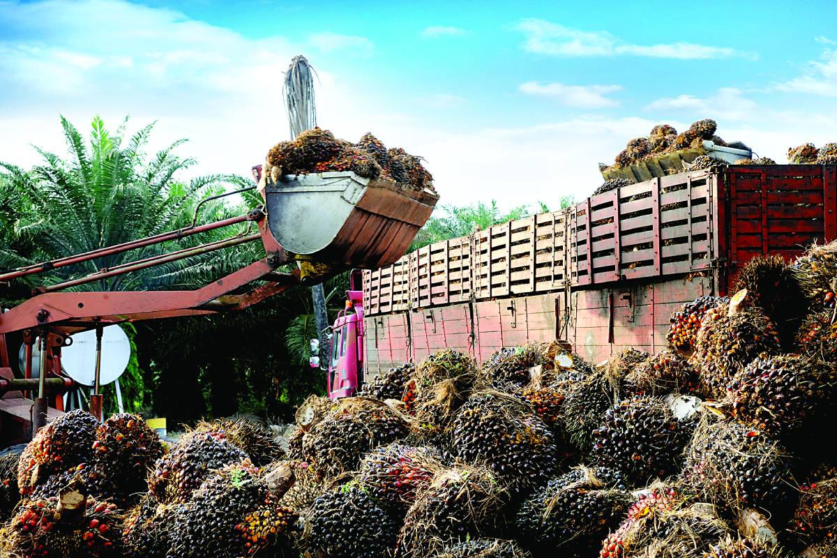 Malaysia emerges as top palm oil exporter to India