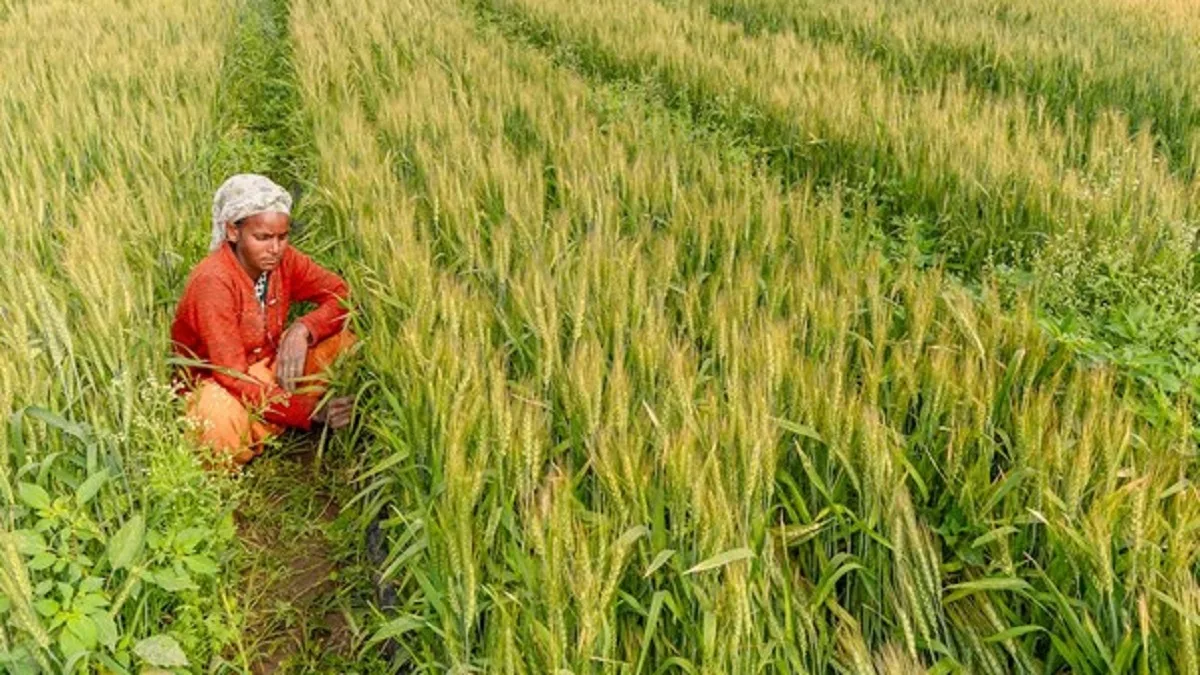 TN farmers begin preparations for Kurivai paddy cultivation amid promising monsoon forecast